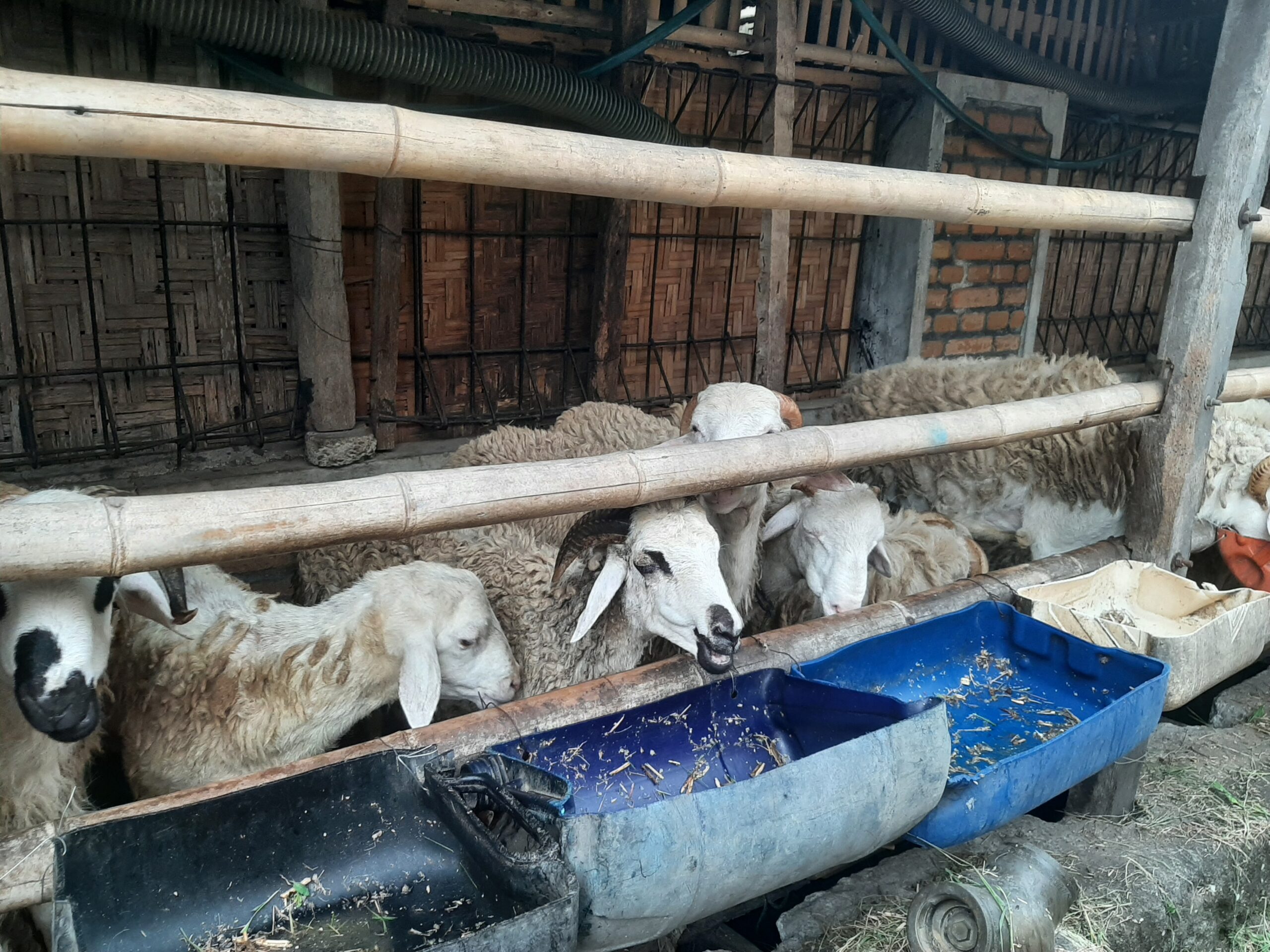 Kebersihan Kandang