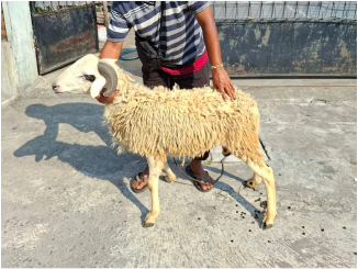 Kambing gembel Pilihan