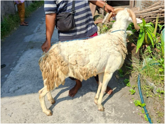 Kunjungan Kandang