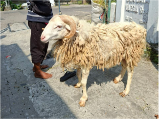 Pemberian Pakan